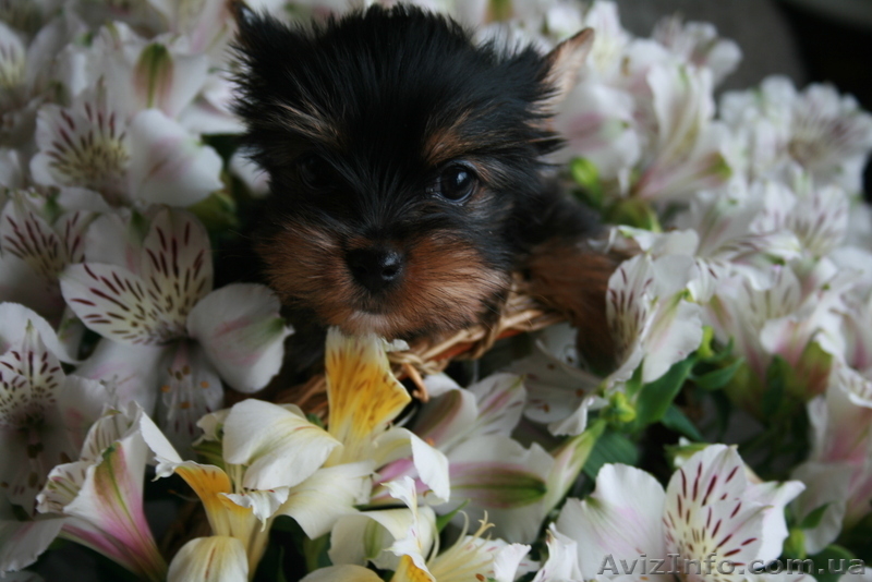 Лучшие щеночки йорка - <ro>Изображение</ro><ru>Изображение</ru> #2, <ru>Объявление</ru> #561730