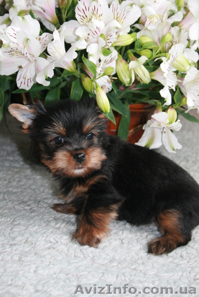 Лучшие щеночки йорка - <ro>Изображение</ro><ru>Изображение</ru> #3, <ru>Объявление</ru> #561730