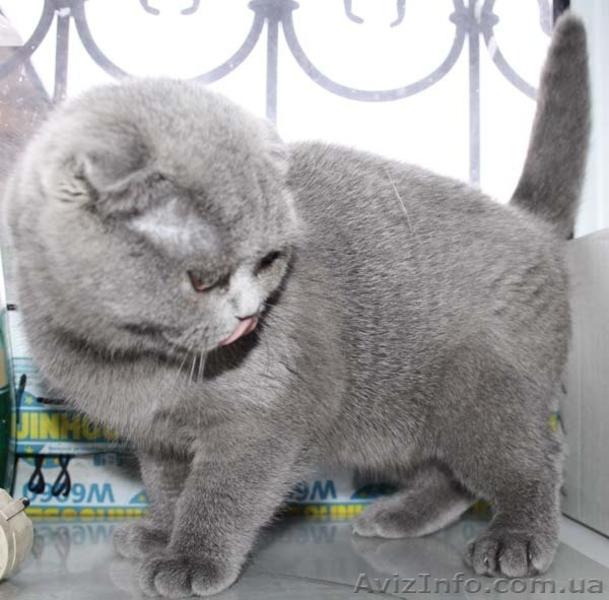 Шотландская плюшевая кошечка скоттиш фолд - <ro>Изображение</ro><ru>Изображение</ru> #1, <ru>Объявление</ru> #540878