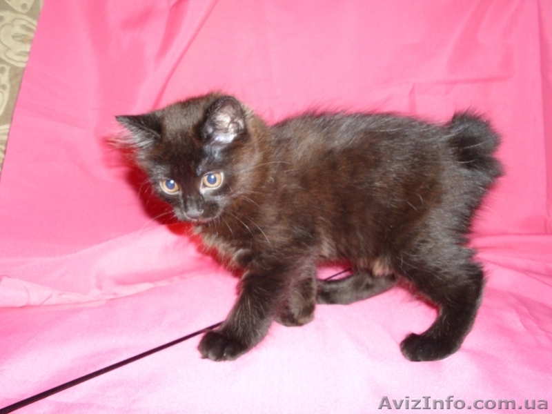 Продам котёнка Курильского бобтейла - <ro>Изображение</ro><ru>Изображение</ru> #1, <ru>Объявление</ru> #505171