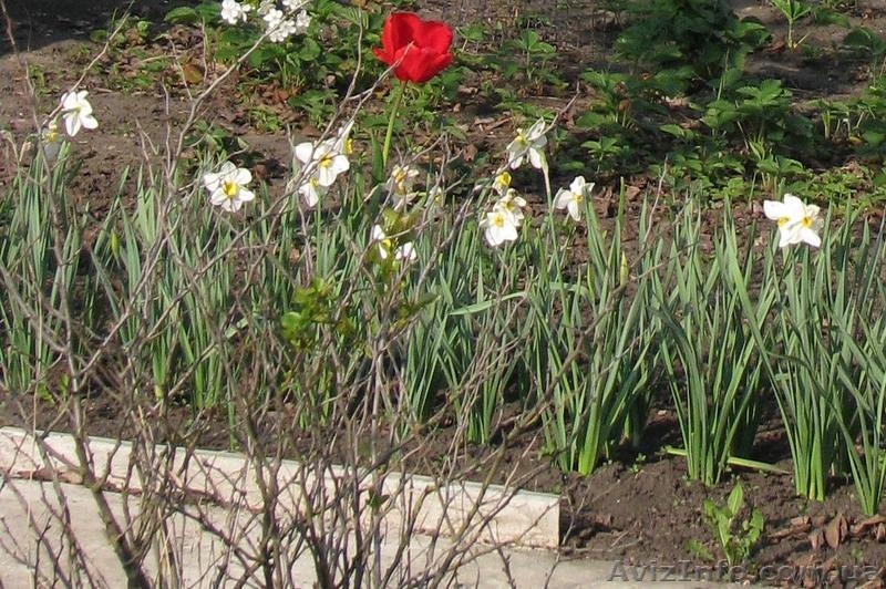 Продам 2-х эт. дачу (р-н «Питомник», за Русской Лозовой) - <ro>Изображение</ro><ru>Изображение</ru> #6, <ru>Объявление</ru> #595628