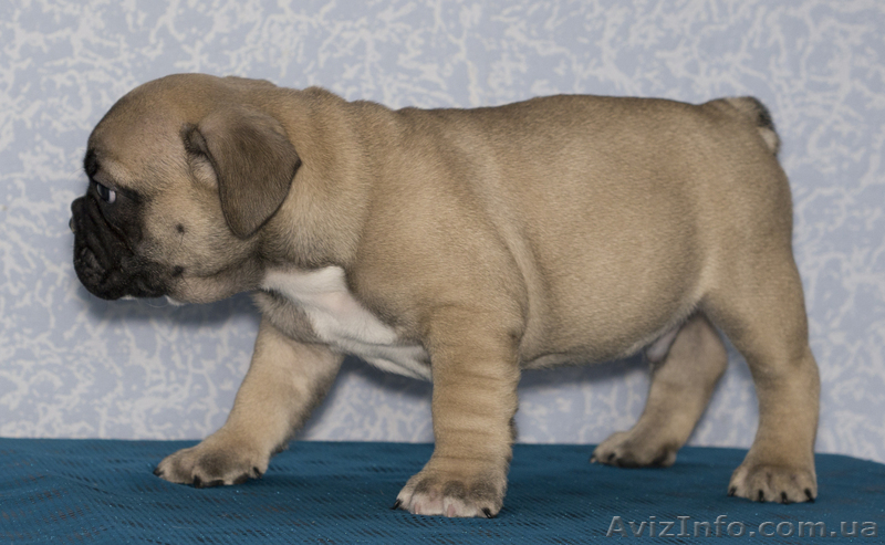 Продам щенков французского бульдога Продам щенков французского бульдога шоу-клас - <ro>Изображение</ro><ru>Изображение</ru> #2, <ru>Объявление</ru> #596248