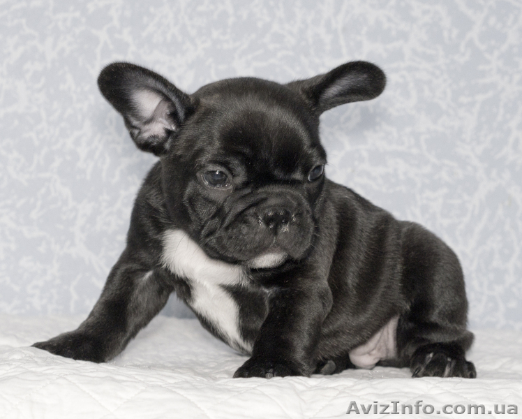 Продам щенков французского бульдога Продам щенков французского бульдога шоу-клас - <ro>Изображение</ro><ru>Изображение</ru> #3, <ru>Объявление</ru> #596248