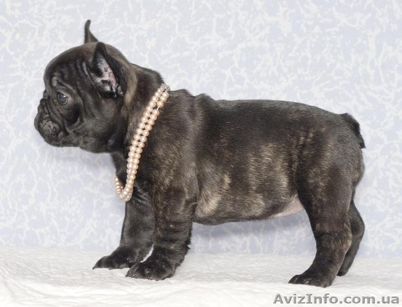 Продам щенков французского бульдога Продам щенков французского бульдога шоу-клас - <ro>Изображение</ro><ru>Изображение</ru> #1, <ru>Объявление</ru> #596248