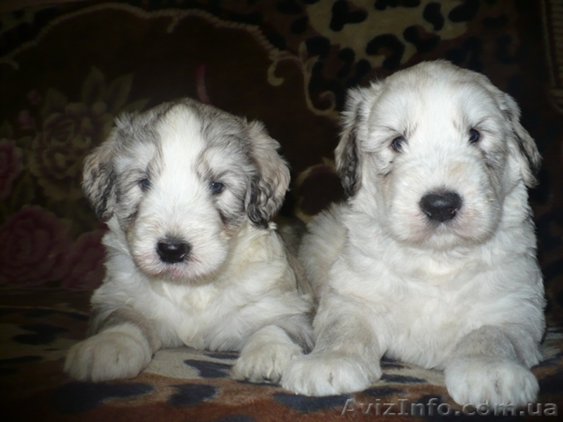 Щенки южнорусской овчарки - <ro>Изображение</ro><ru>Изображение</ru> #2, <ru>Объявление</ru> #569959