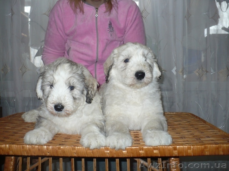 Щенки южнорусской овчарки - <ro>Изображение</ro><ru>Изображение</ru> #3, <ru>Объявление</ru> #569959