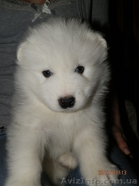 Очаровательные щенки самоедской лайки - <ro>Изображение</ro><ru>Изображение</ru> #6, <ru>Объявление</ru> #558595