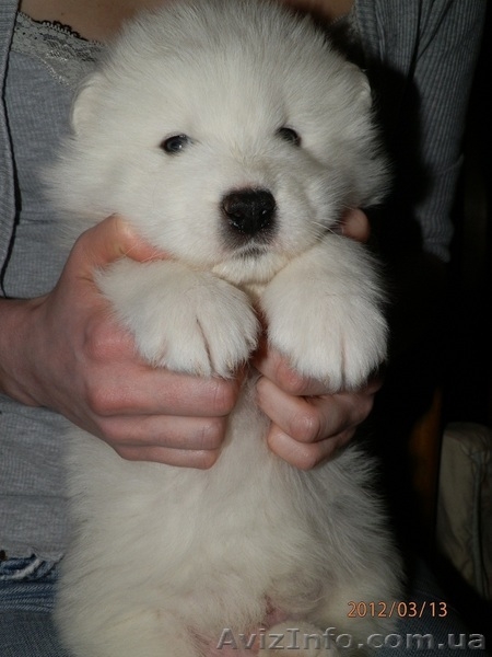 Очаровательные щенки самоедской лайки - <ro>Изображение</ro><ru>Изображение</ru> #4, <ru>Объявление</ru> #558595