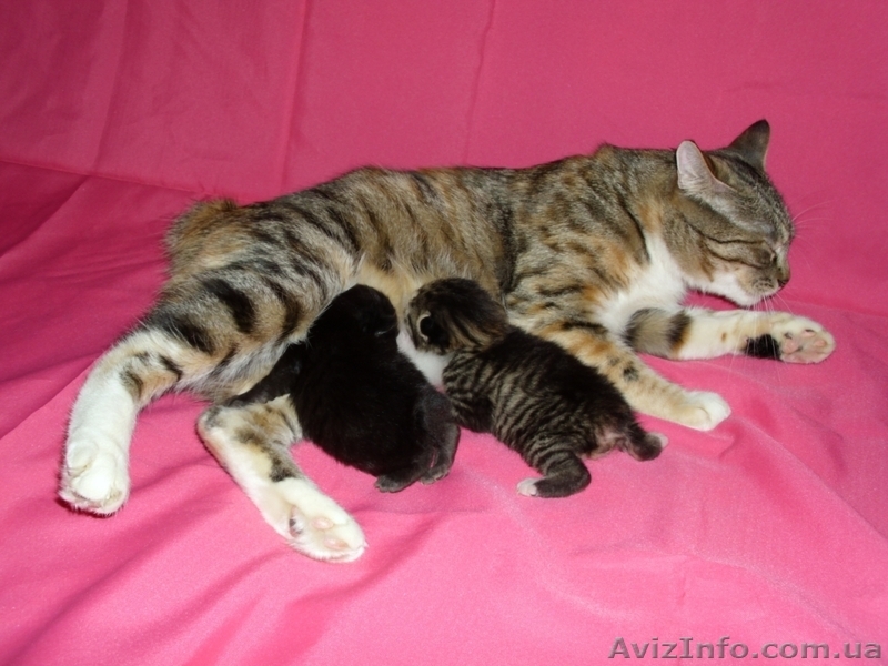 Продам котёнка Курильского бобтейла - <ro>Изображение</ro><ru>Изображение</ru> #4, <ru>Объявление</ru> #505171