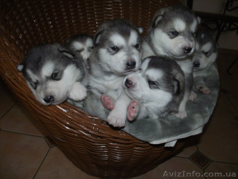 СИМПОТИЧНЫЕ ЩЕНКИ ИЩУТ ХОЗЯЕВ - <ro>Изображение</ro><ru>Изображение</ru> #1, <ru>Объявление</ru> #571674