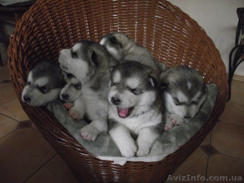 СИМПОТИЧНЫЕ ЩЕНКИ ИЩУТ ХОЗЯЕВ - <ro>Изображение</ro><ru>Изображение</ru> #2, <ru>Объявление</ru> #571674