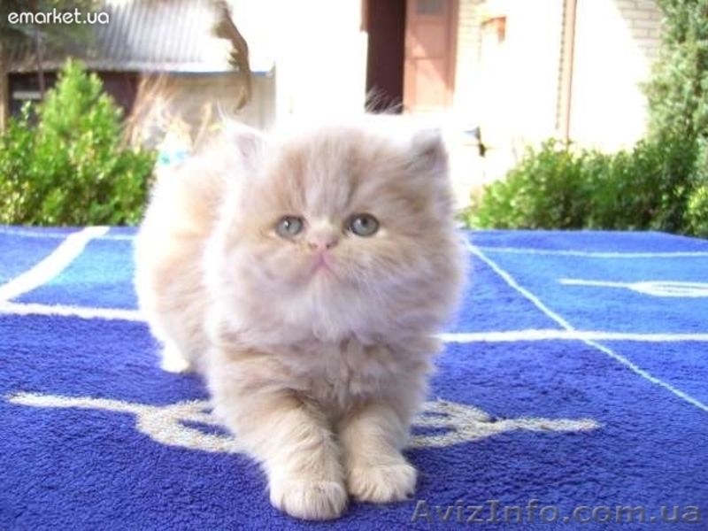 Продам пушистиков!!!!!! - <ro>Изображение</ro><ru>Изображение</ru> #1, <ru>Объявление</ru> #638905