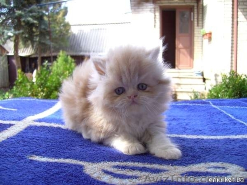 Продам пушистиков!!!!!! - <ro>Изображение</ro><ru>Изображение</ru> #2, <ru>Объявление</ru> #638905