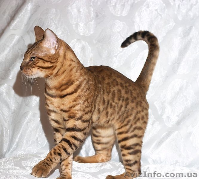 Бенгальский мини леопард, бенгальские котята - <ro>Изображение</ro><ru>Изображение</ru> #2, <ru>Объявление</ru> #631260