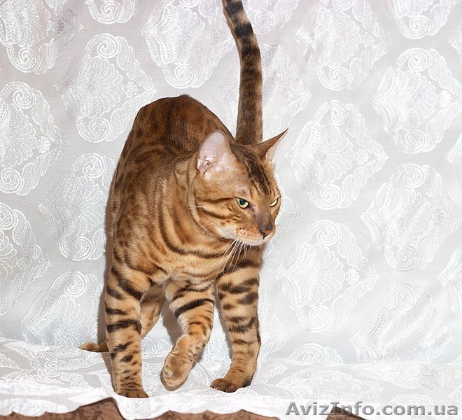 Бенгальский мини леопард, бенгальские котята - <ro>Изображение</ro><ru>Изображение</ru> #4, <ru>Объявление</ru> #631260