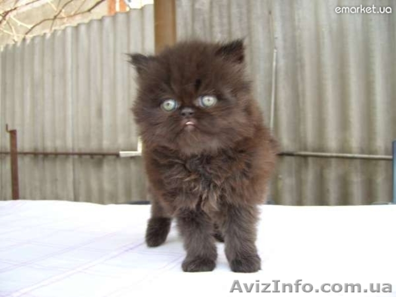 Продам очень красивых персиков! - <ro>Изображение</ro><ru>Изображение</ru> #1, <ru>Объявление</ru> #638897