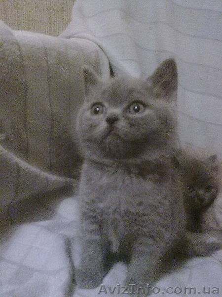 симпотяги британцы и шотландцы - <ro>Изображение</ro><ru>Изображение</ru> #6, <ru>Объявление</ru> #614753