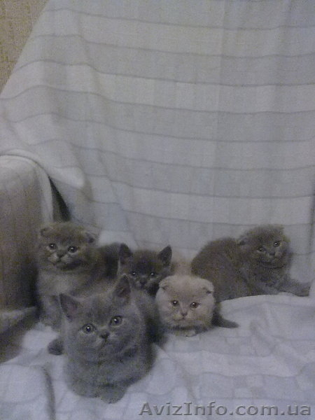 симпотяги британцы и шотландцы - <ro>Изображение</ro><ru>Изображение</ru> #4, <ru>Объявление</ru> #614753