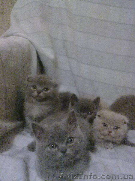 симпотяги британцы и шотландцы - <ro>Изображение</ro><ru>Изображение</ru> #3, <ru>Объявление</ru> #614753