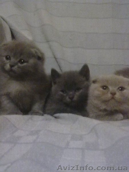 симпотяги британцы и шотландцы - <ro>Изображение</ro><ru>Изображение</ru> #2, <ru>Объявление</ru> #614753