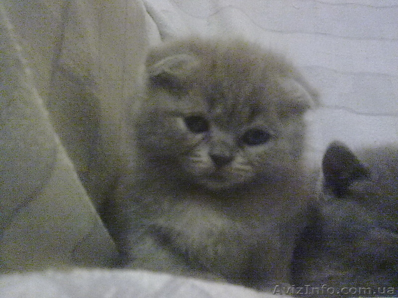 симпотяги британцы и шотландцы - <ro>Изображение</ro><ru>Изображение</ru> #1, <ru>Объявление</ru> #614753