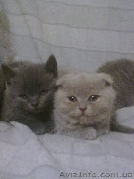 симпотяги британцы и шотландцы - <ro>Изображение</ro><ru>Изображение</ru> #5, <ru>Объявление</ru> #614753