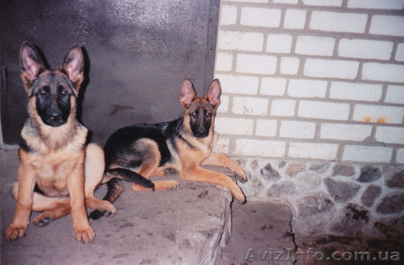 Продам породистых щенков немецкой овчарки - <ro>Изображение</ro><ru>Изображение</ru> #1, <ru>Объявление</ru> #641561