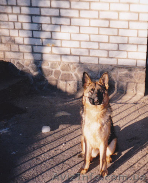 Продам породистых щенков немецкой овчарки - <ro>Изображение</ro><ru>Изображение</ru> #2, <ru>Объявление</ru> #641561