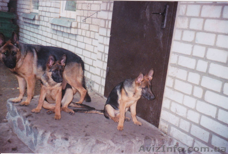 Продам породистых щенков немецкой овчарки - <ro>Изображение</ro><ru>Изображение</ru> #3, <ru>Объявление</ru> #641561