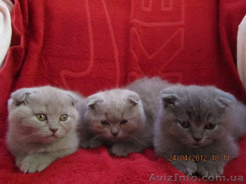 плюшевые вислоушки и прямоушки - <ro>Изображение</ro><ru>Изображение</ru> #3, <ru>Объявление</ru> #636986