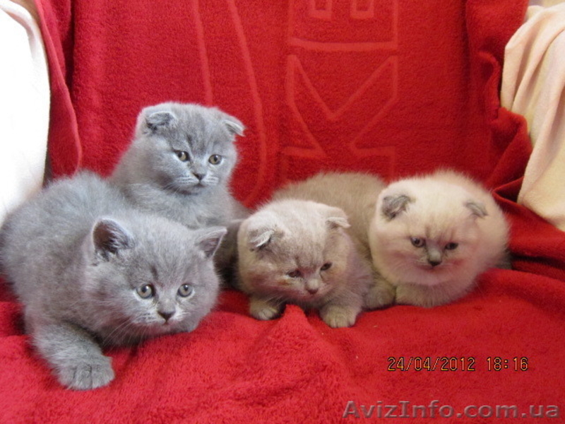 плюшевые вислоушки и прямоушки - <ro>Изображение</ro><ru>Изображение</ru> #2, <ru>Объявление</ru> #636986