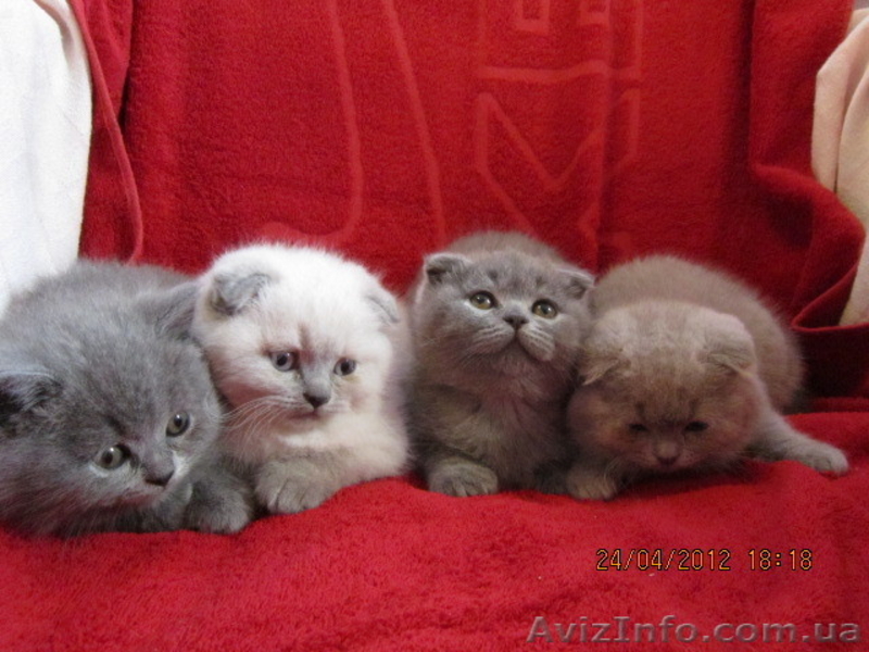 плюшевые вислоушки и прямоушки - <ro>Изображение</ro><ru>Изображение</ru> #1, <ru>Объявление</ru> #636986