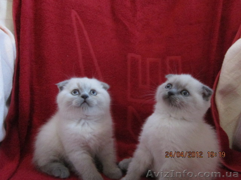 плюшевые вислоушки и прямоушки - <ro>Изображение</ro><ru>Изображение</ru> #7, <ru>Объявление</ru> #636986