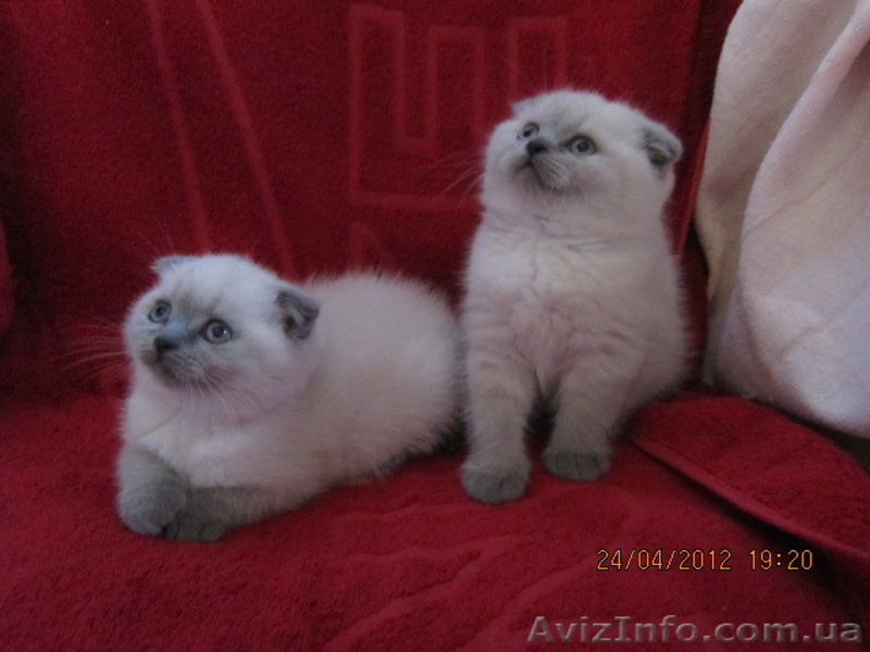 плюшевые вислоушки и прямоушки - <ro>Изображение</ro><ru>Изображение</ru> #8, <ru>Объявление</ru> #636986