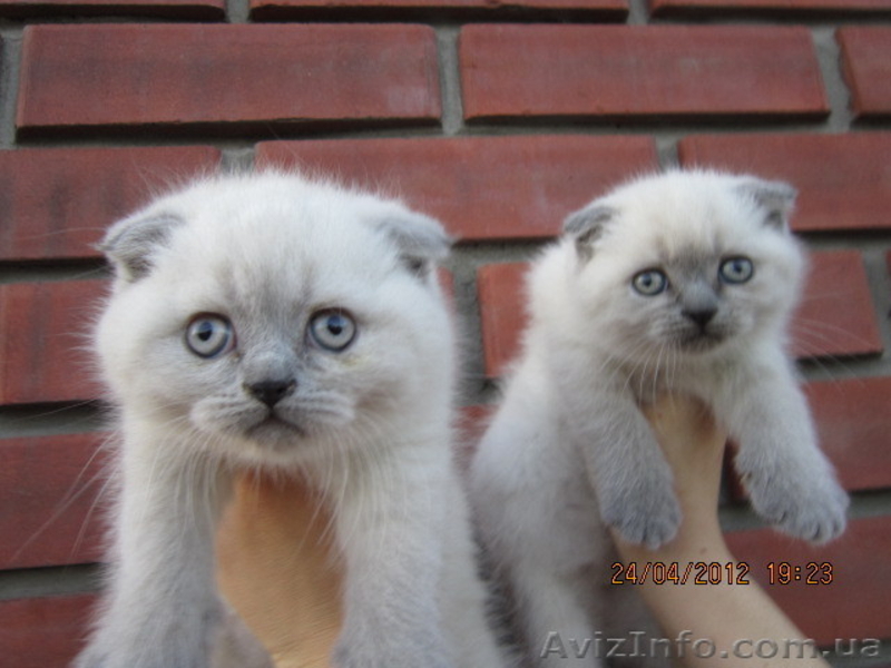 плюшевые вислоушки и прямоушки - <ro>Изображение</ro><ru>Изображение</ru> #6, <ru>Объявление</ru> #636986