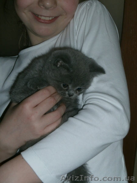  Плюшевые голубые британци   - <ro>Изображение</ro><ru>Изображение</ru> #1, <ru>Объявление</ru> #632446