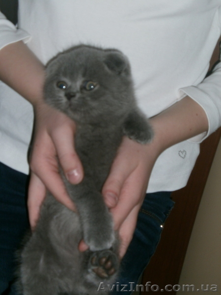  Плюшевые голубые британци   - <ro>Изображение</ro><ru>Изображение</ru> #3, <ru>Объявление</ru> #632446