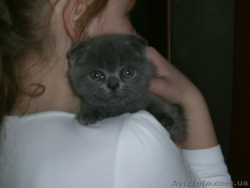  Плюшевые голубые британци   - <ro>Изображение</ro><ru>Изображение</ru> #4, <ru>Объявление</ru> #632446