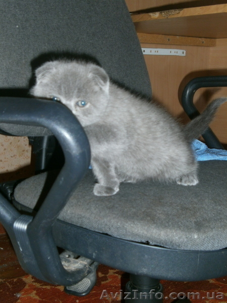  Плюшевые голубые британци   - <ro>Изображение</ro><ru>Изображение</ru> #2, <ru>Объявление</ru> #632446