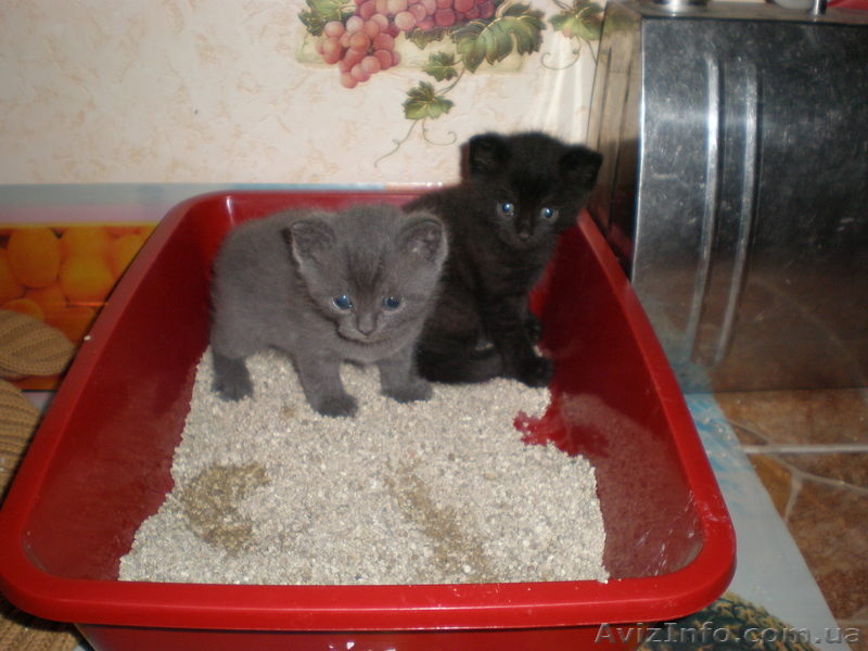 Очаровательные котята от вислоухой кошки пепельного цвета!!! - <ro>Изображение</ro><ru>Изображение</ru> #1, <ru>Объявление</ru> #627967