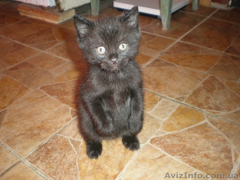 Очаровательные котята от вислоухой кошки пепельного цвета!!! - <ro>Изображение</ro><ru>Изображение</ru> #2, <ru>Объявление</ru> #627967