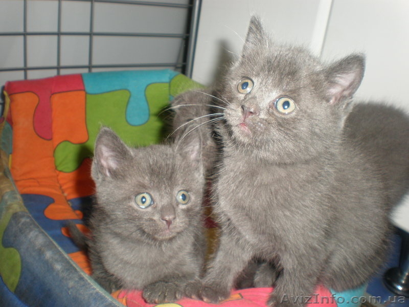 Очаровательные котята от вислоухой кошки пепельного цвета!!! - <ro>Изображение</ro><ru>Изображение</ru> #3, <ru>Объявление</ru> #627967