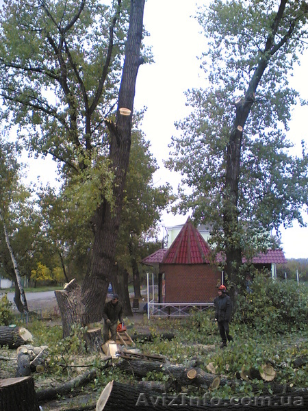 Спил деревьев, спилить деревья, ветки, удалить пень харьков - <ro>Изображение</ro><ru>Изображение</ru> #4, <ru>Объявление</ru> #613592