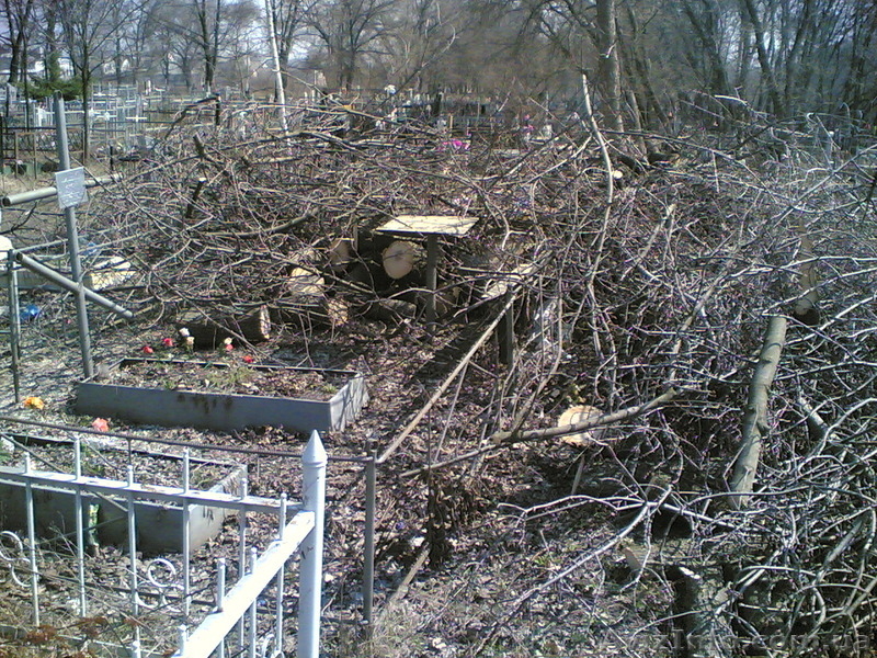 Спил деревьев, спилить деревья, ветки, удалить пень харьков - <ro>Изображение</ro><ru>Изображение</ru> #8, <ru>Объявление</ru> #613592