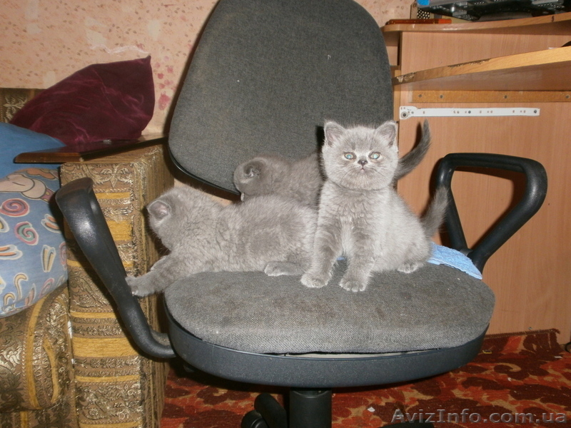  Плюшевые голубые британци   - <ro>Изображение</ro><ru>Изображение</ru> #7, <ru>Объявление</ru> #632446