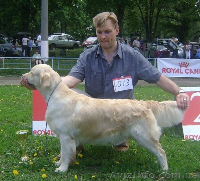 Продам щенков Голден Ретривера от Чемпионов - <ro>Изображение</ro><ru>Изображение</ru> #3, <ru>Объявление</ru> #636664