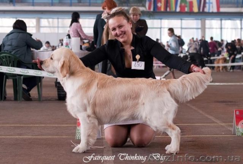 Продам щенков Голден Ретривера от Чемпионов - <ro>Изображение</ro><ru>Изображение</ru> #2, <ru>Объявление</ru> #636664