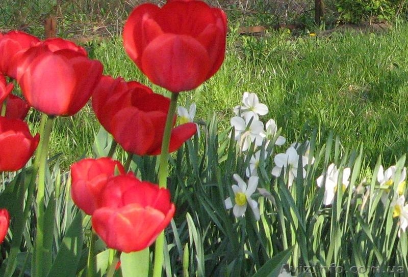 Продам 2эт классную дачу - <ro>Изображение</ro><ru>Изображение</ru> #4, <ru>Объявление</ru> #625313