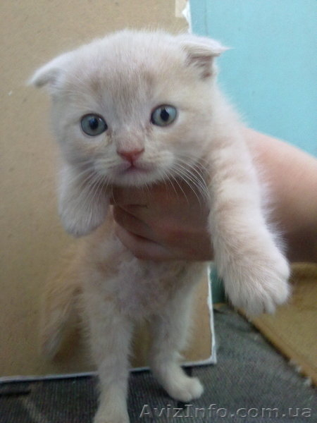 Продам британского вислоухого мальчика, Харьков, 350 грн. СРОЧНО! - <ro>Изображение</ro><ru>Изображение</ru> #1, <ru>Объявление</ru> #658570