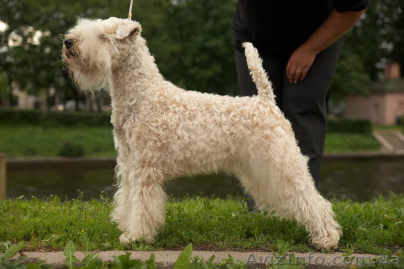 Мягкошерстный Пшеничный Терьер. Щенки. - <ro>Изображение</ro><ru>Изображение</ru> #4, <ru>Объявление</ru> #663732